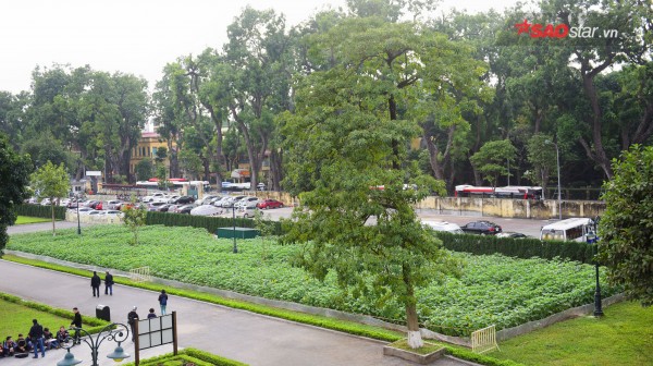 chang-can-vao-nghe-an-moi-duoc-ngam-huong-duong-ngay-ha-noi-thoi-cung-co-dai-hoa-sac-vang-wetrekvn