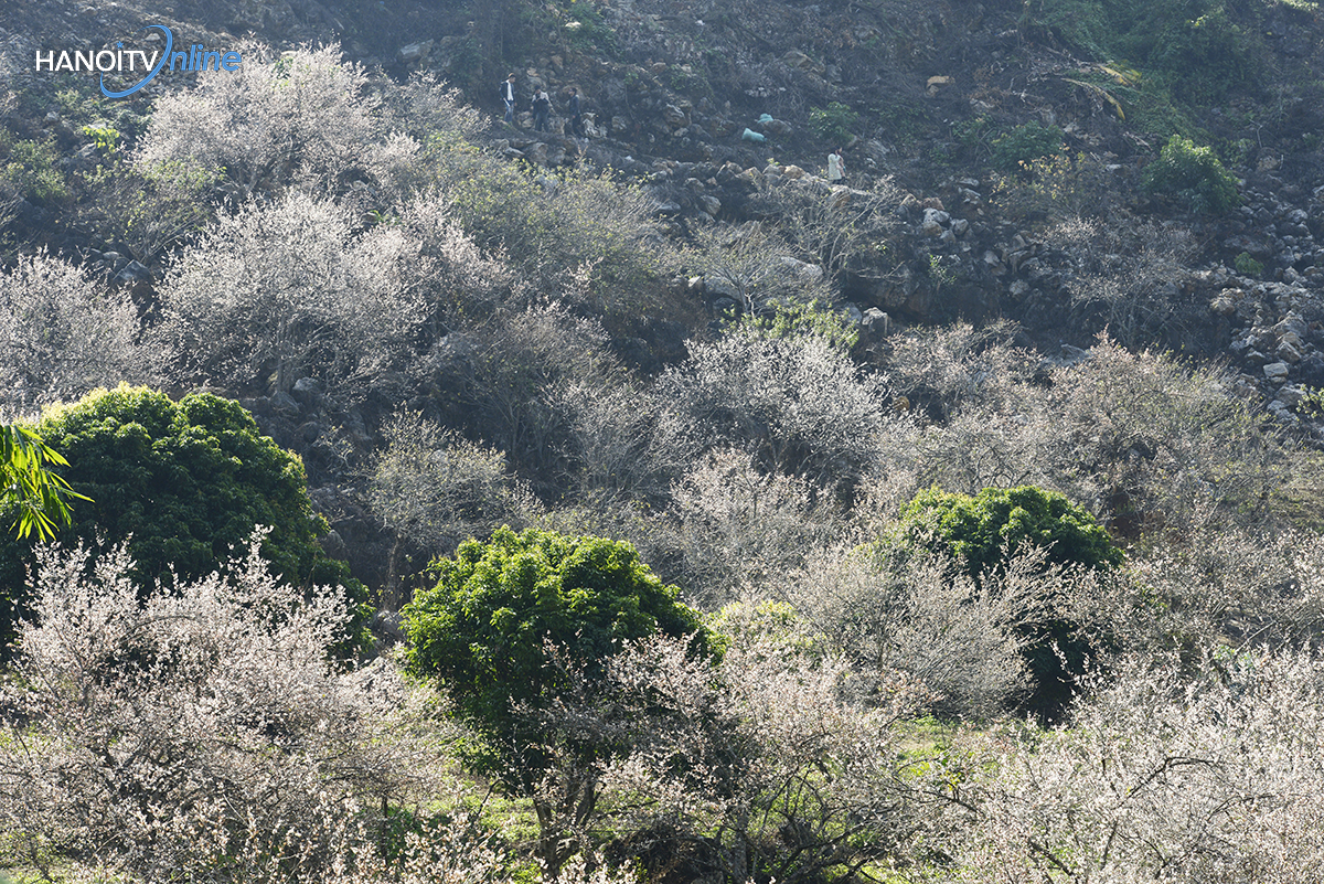 ngo-ngang-truoc-ve-dep-cua-hoa-mo-giua-nui-rung-tay-bac-wetrekvn