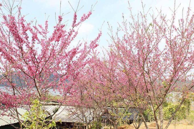 8-diem-den-dep-nhat-viet-nam-de-di-du-lich-thang-1-wetrekvn