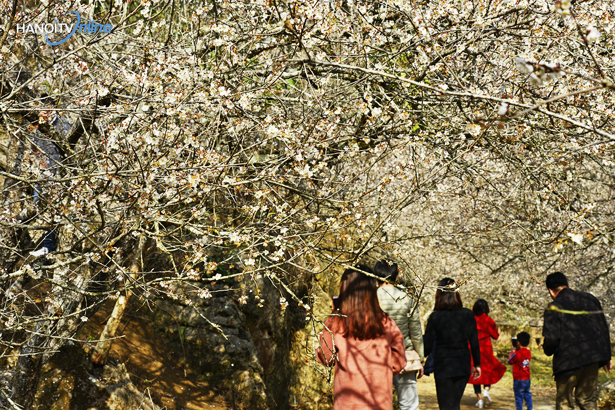 ngo-ngang-truoc-ve-dep-cua-hoa-mo-giua-nui-rung-tay-bac-wetrekvn