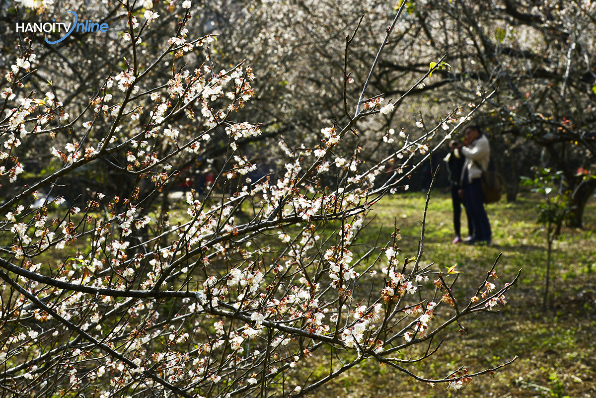 ngo-ngang-truoc-ve-dep-cua-hoa-mo-giua-nui-rung-tay-bac-wetrekvn