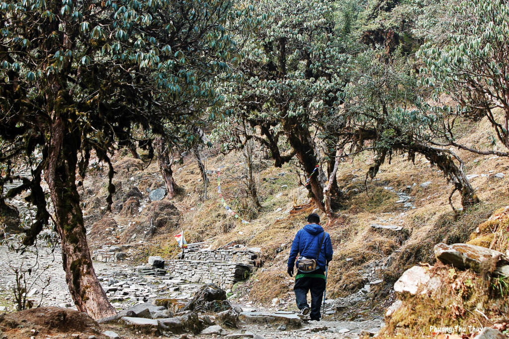 mot-cung-duong-trekking-o-doi-poon