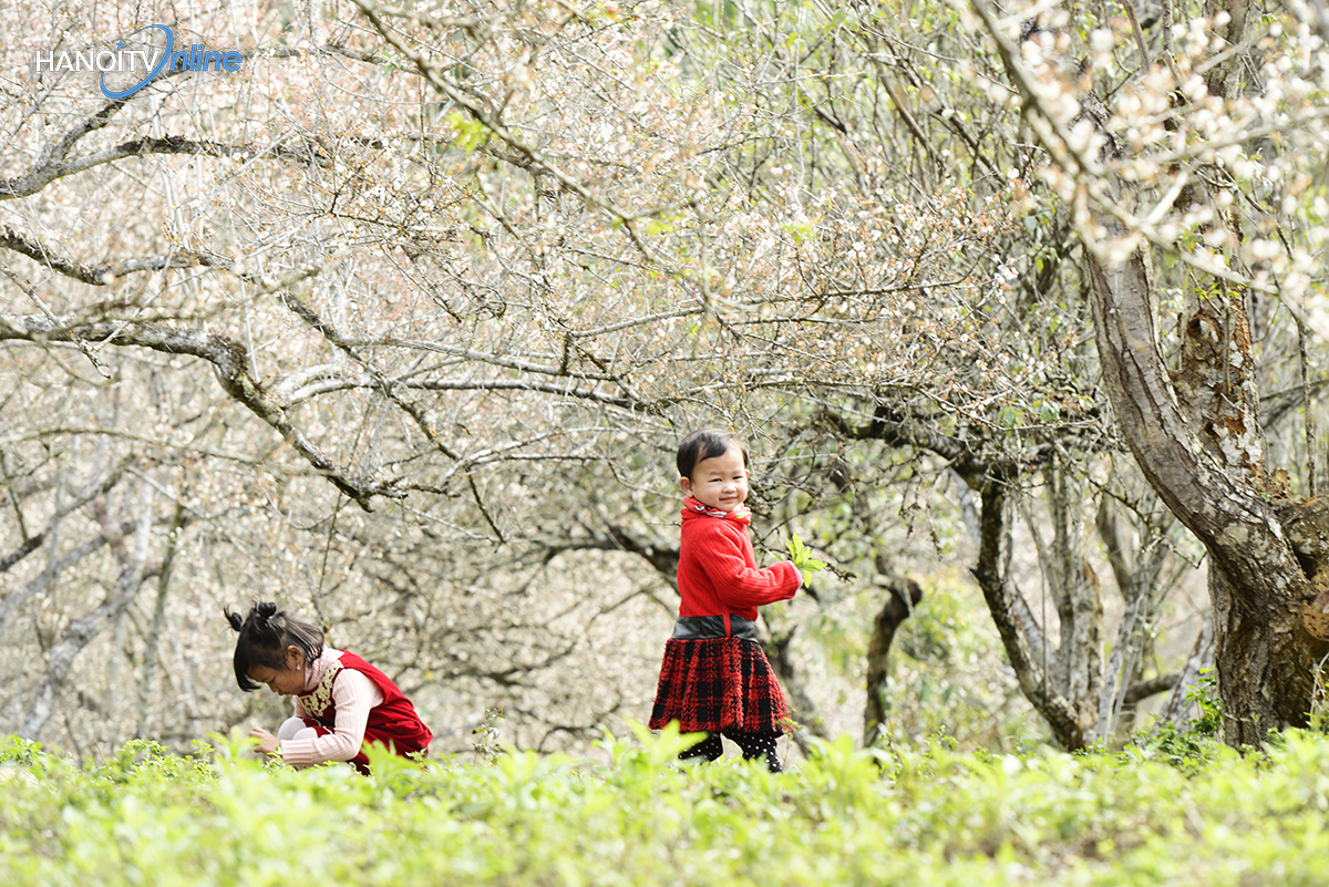 ngo-ngang-truoc-ve-dep-cua-hoa-mo-giua-nui-rung-tay-bac-wetrekvn