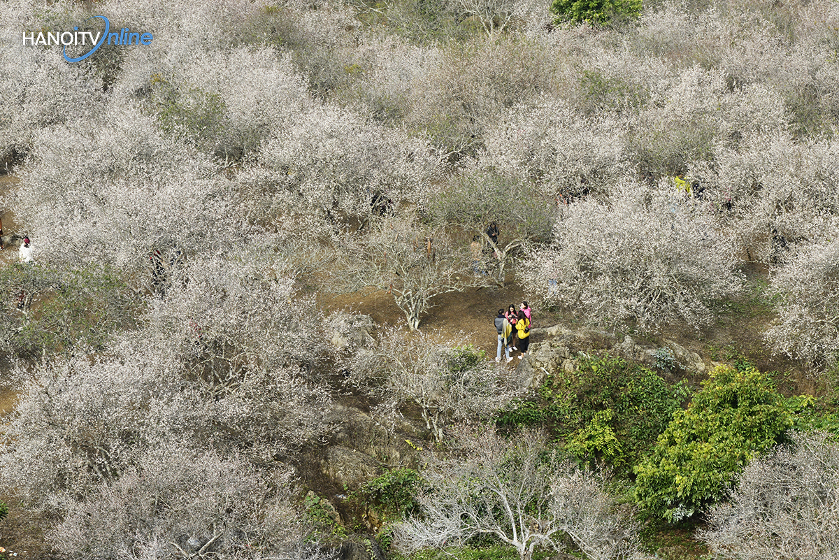 ngo-ngang-truoc-ve-dep-cua-hoa-mo-giua-nui-rung-tay-bac-wetrekvn