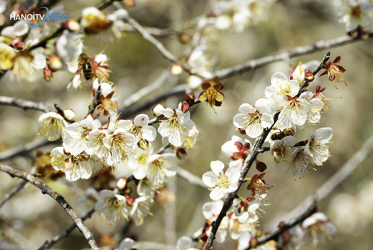 ngo-ngang-truoc-ve-dep-cua-hoa-mo-giua-nui-rung-tay-bac-wetrekvn