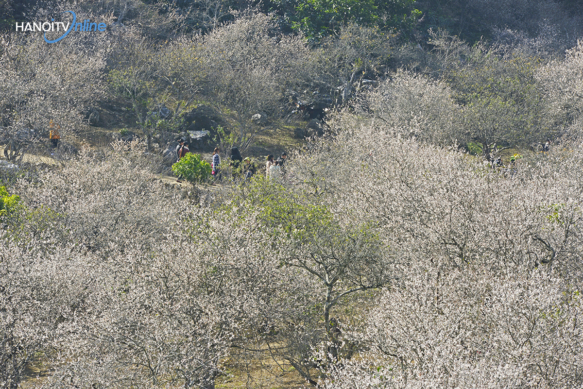 ngo-ngang-truoc-ve-dep-cua-hoa-mo-giua-nui-rung-tay-bac-wetrekvn