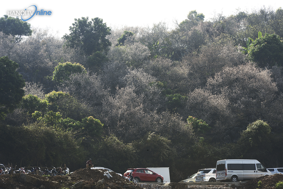 ngo-ngang-truoc-ve-dep-cua-hoa-mo-giua-nui-rung-tay-bac-wetrekvn