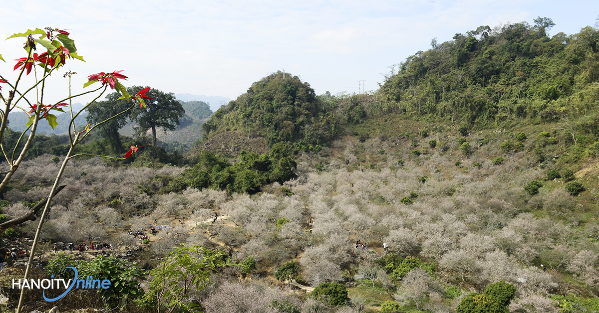 ngo-ngang-truoc-ve-dep-cua-hoa-mo-giua-nui-rung-tay-bac-wetrekvn