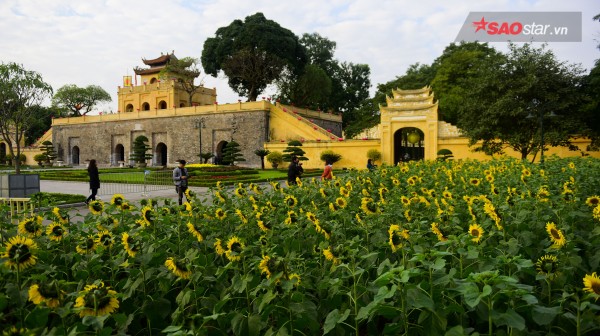 chang-can-vao-nghe-an-moi-duoc-ngam-huong-duong-ngay-ha-noi-thoi-cung-co-dai-hoa-sac-vang-wetrekvn