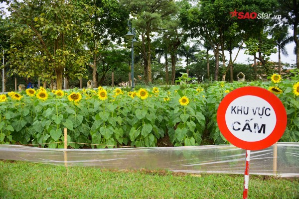 chang-can-vao-nghe-an-moi-duoc-ngam-huong-duong-ngay-ha-noi-thoi-cung-co-dai-hoa-sac-vang-wetrekvn