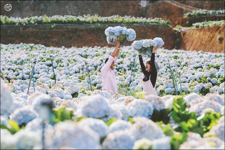 Canh-dong-hoa-cam-tu-cau-Da-Lat-wetrek.jpg