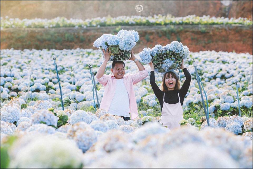 Canh-dong-hoa-cam-tu-cau-Da-Lat-wetrek.jpg