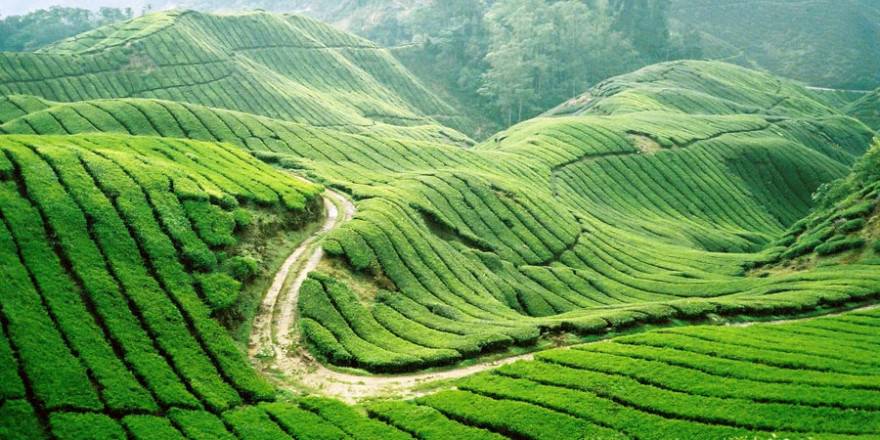 Doi-gio-dip-30-4-voi-Moc-Chau-diem-den-ly-tuong