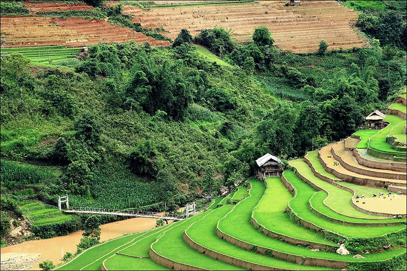 Mua-lua-vang-Mu-Cang-Chai-vay-goi-wetrek.jpg