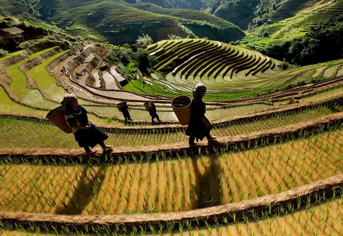 Mua-lua-vang-Mu-Cang-Chai-vay-goi-wetrek.jpg