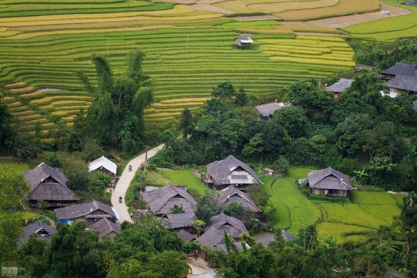 Mua-lua-vang-Mu-Cang-Chai-vay-goi-wetrek.jpg