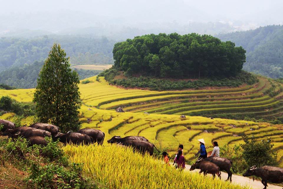 Bình Liêu mùa lúa chín cũng đẹp không kém Mù Cang Chải