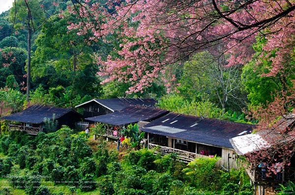 tet-nay-dao-choi-o-thung-lung-hoa-dao-dai-van-dam-wetrekvn