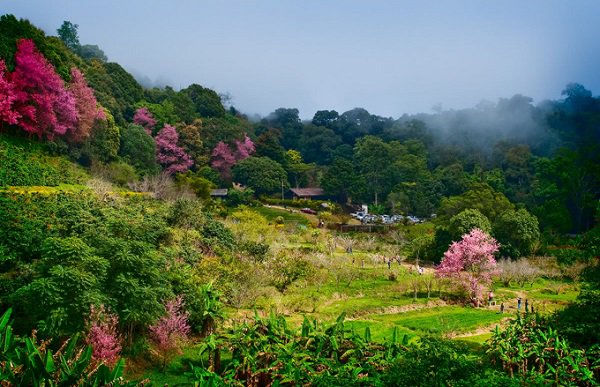 tet-nay-dao-choi-o-thung-lung-hoa-dao-dai-van-dam-wetrekvn