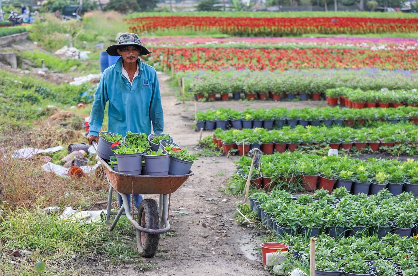 Cận cảnh làng hoa ngoại thành Sài Gòn những ngày giáp tết Bình Tý 20203