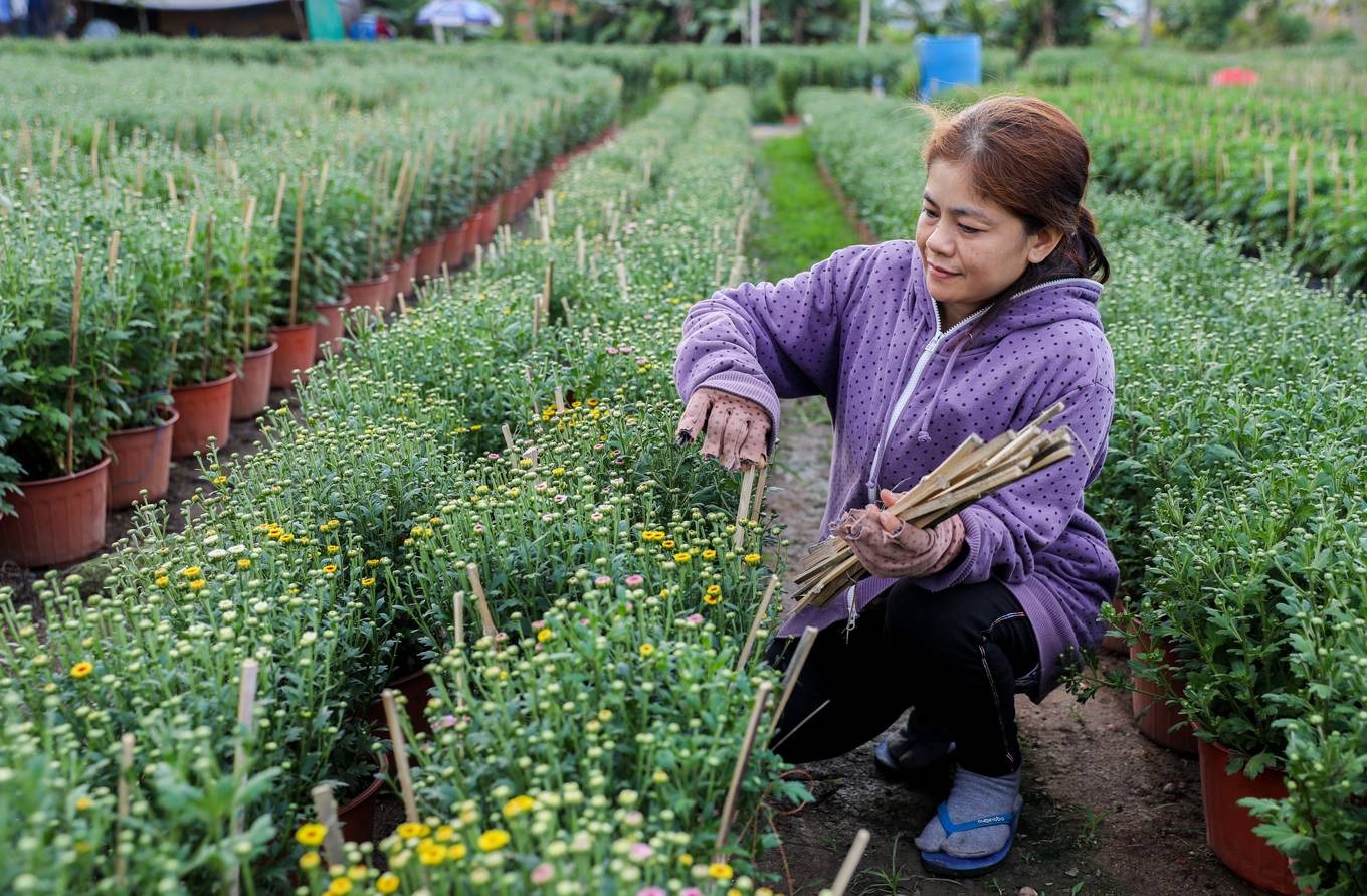 Cận cảnh làng hoa ngoại thành Sài Gòn những ngày giáp tết Bình Tý 20205