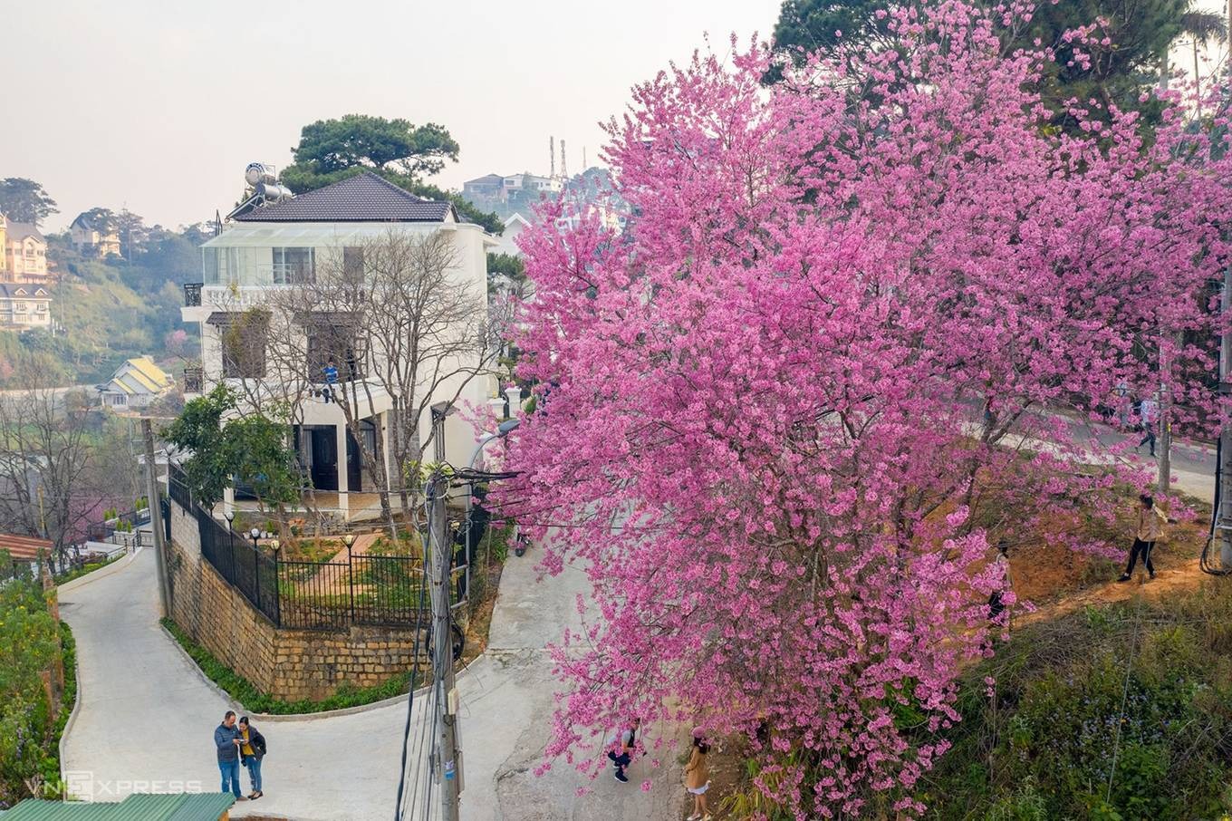 Cập nhật những hình ảnh mới nhất về màn trình diễn sắc màu của mai anh đào tại Lâm Đồng. Nhanh chân kẻo lỡ!3
