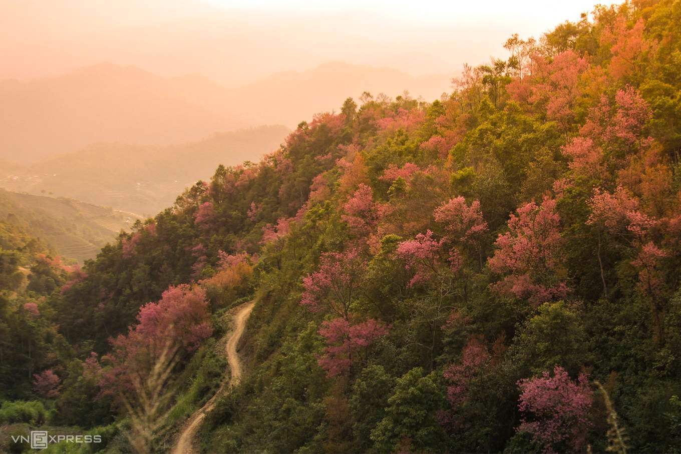 Chiêm ngưỡng sắc hoa đào rừng giữa đại ngàn tại Yên Bái1