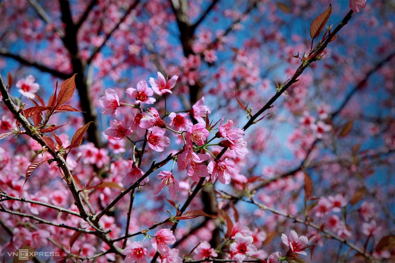 Chiêm ngưỡng sắc hoa đào rừng giữa đại ngàn tại Yên Bái2