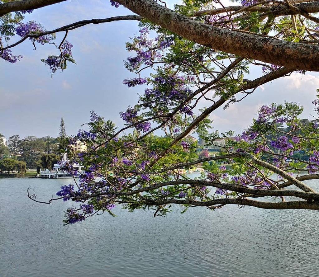 Đà Lạt ngập tràn hoa phượng tím đẹp mơ màng2