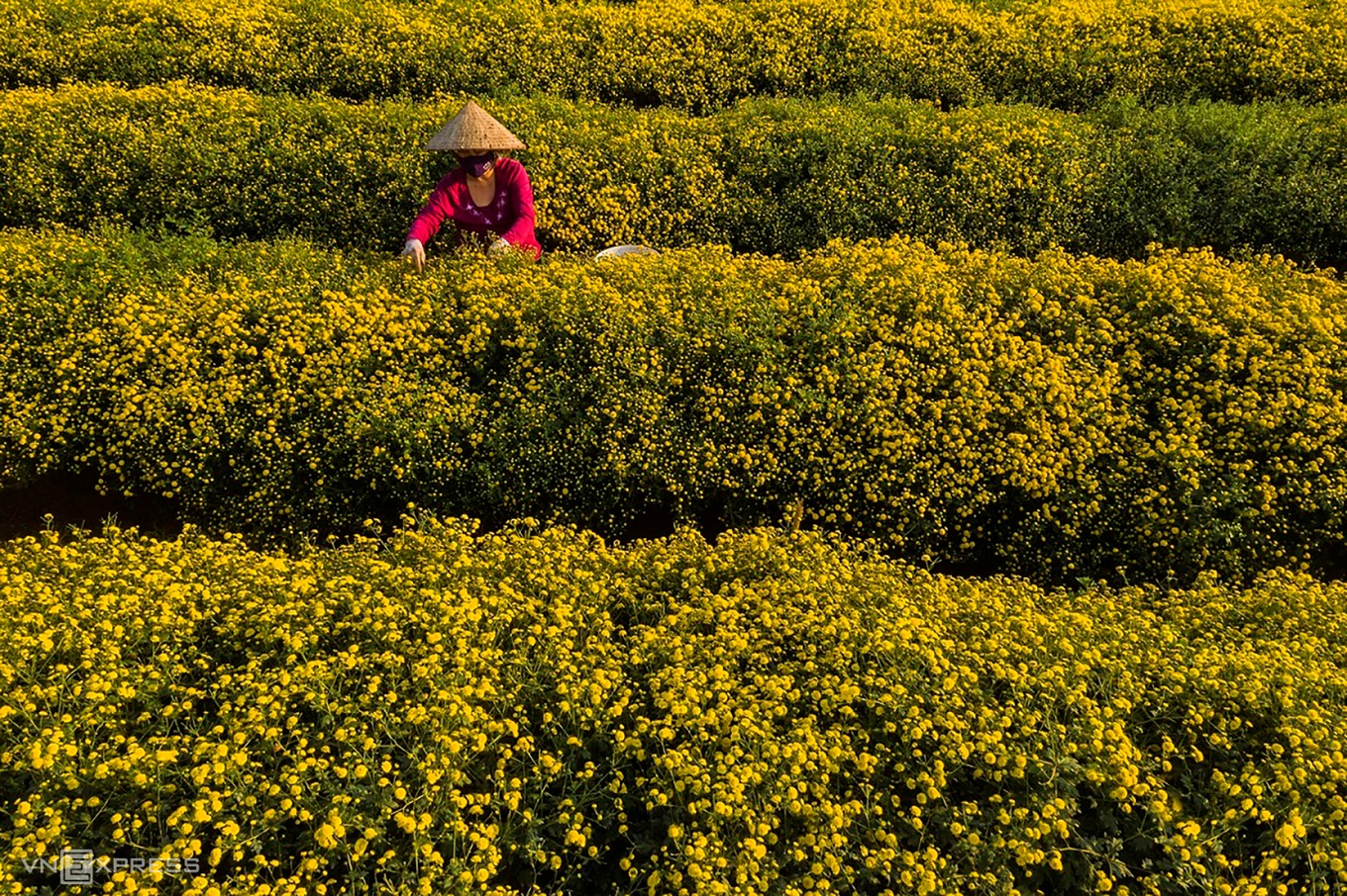 Điểm check-in tuyệt vời tại cánh đồng cúc chi vàng rực ở Hà Nội6