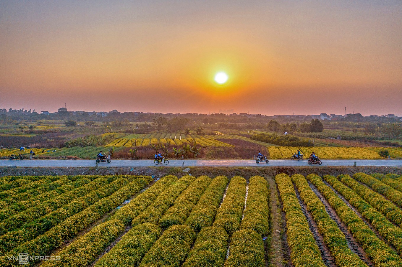 Điểm check-in tuyệt vời tại cánh đồng cúc chi vàng rực ở Hà Nội7