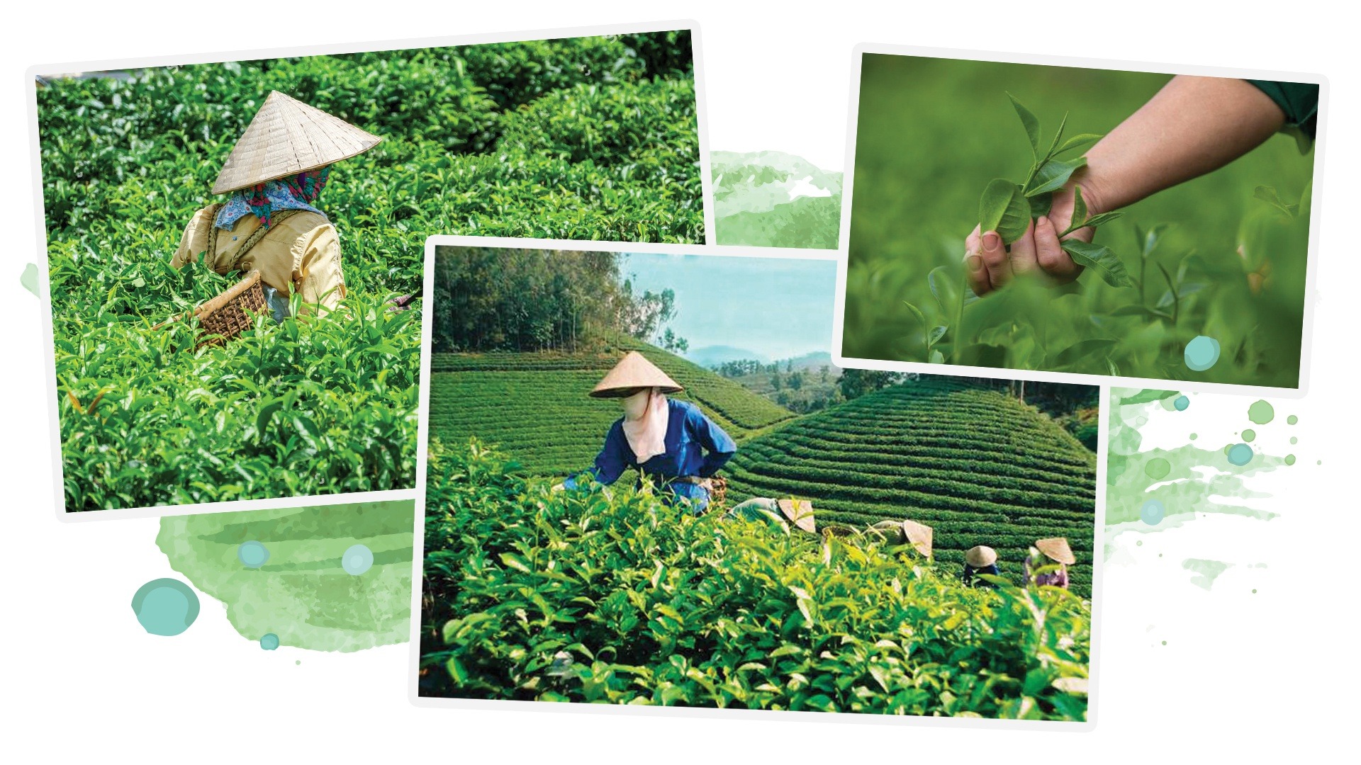 Hành trình khám phá đệ nhất danh chè nổi tiếng Thái Nguyên