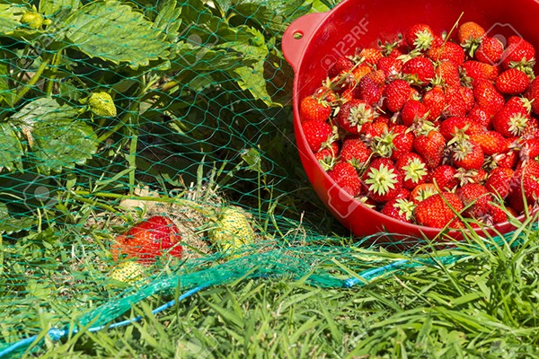 Mùa Valentine năm nay nên đi lịch ở đâu cùng cursh? 2