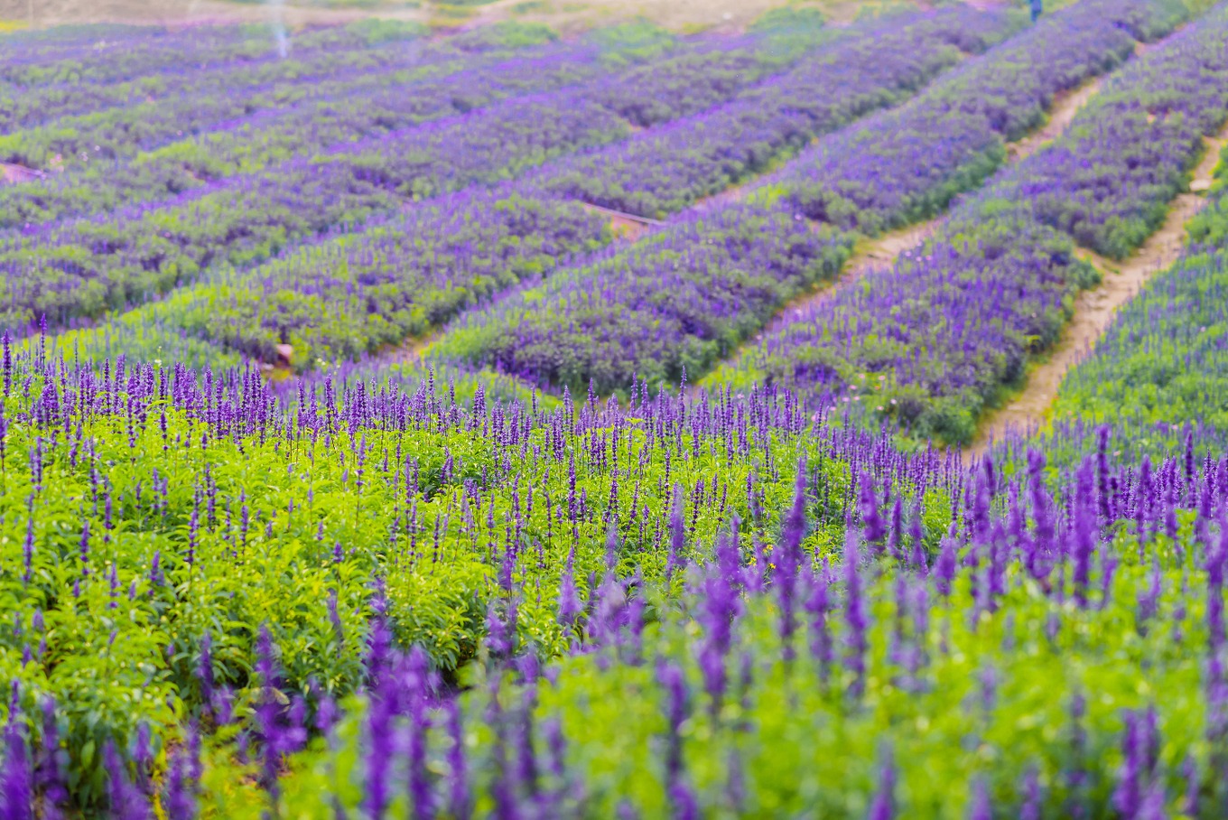 Mục sở thị cánh đồng hoa nữ hoàng xanh lãng mạn ngoại thành Hà Nội2