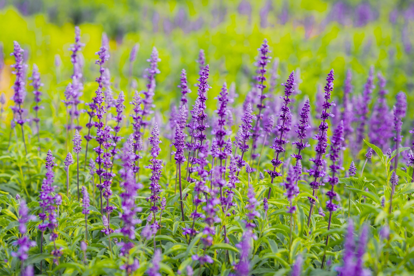 Mục sở thị cánh đồng hoa nữ hoàng xanh lãng mạn ngoại thành Hà Nội3