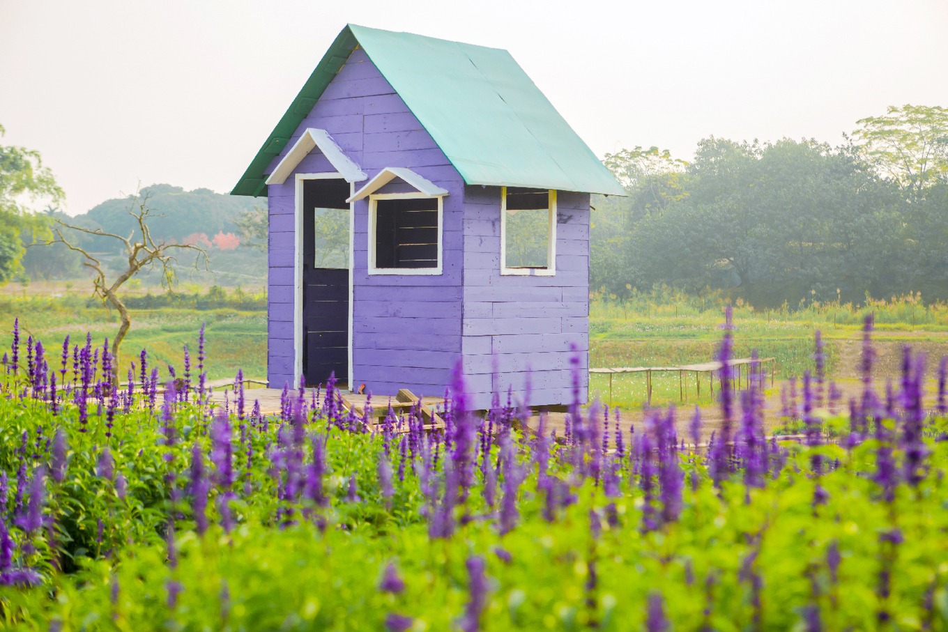 Mục sở thị cánh đồng hoa nữ hoàng xanh lãng mạn ngoại thành Hà Nội4