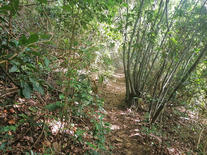 Ngắm bình minh đầu tiên tại Mũi Đôi6