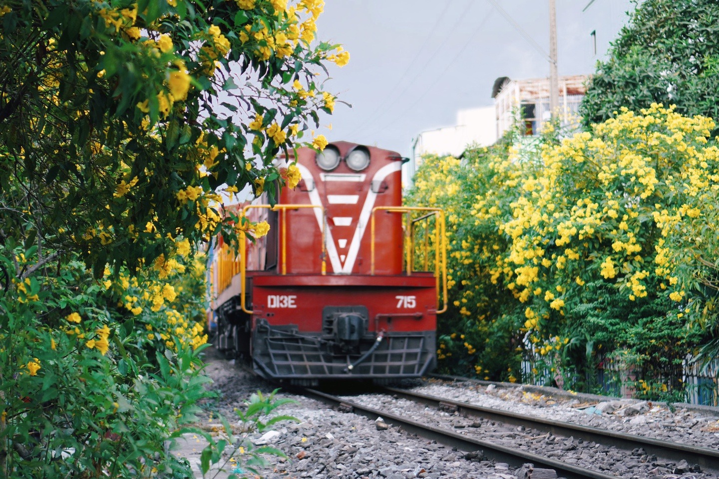 Những con đường vàng rực hoa huỳnh liên ở thành phố Hồ Chí Minh3