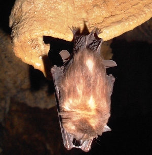 Những kỹ thuật và điều cần biết khi khám phá hang động8