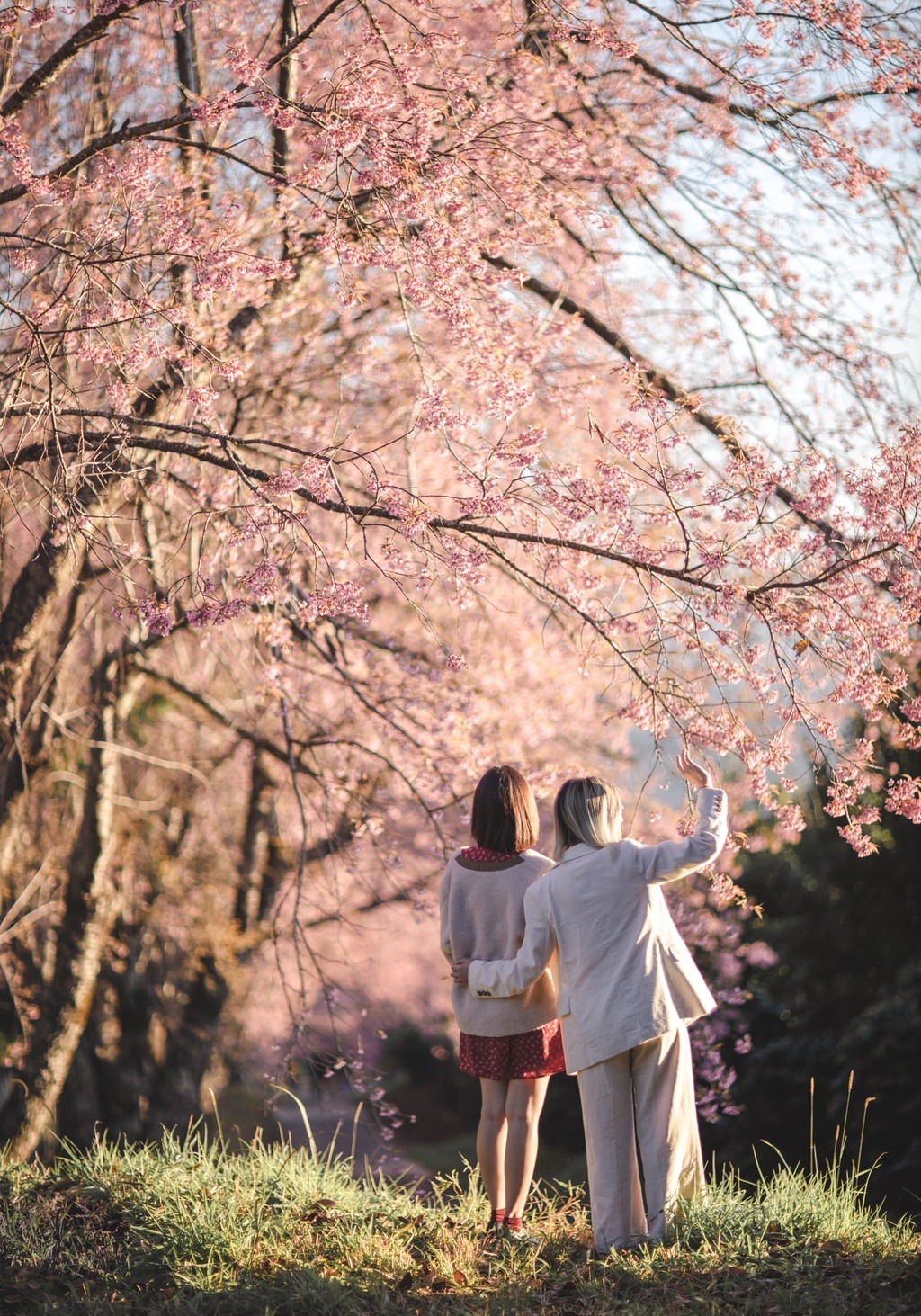 Tại Thái Lan có khu rừng hoa anh đào thu hút khách du lịch đầu năm 7