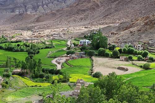 Tham quan rừng mơ chín tại Ladakh1
