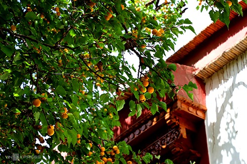 Tham quan rừng mơ chín tại Ladakh2