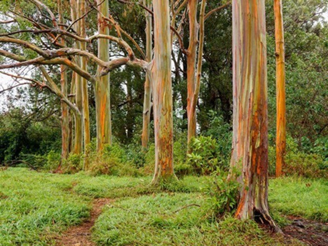 Trải nghiệm ngắm "cầu vồng trên cây" khi đặt chân đến Hawaii1
