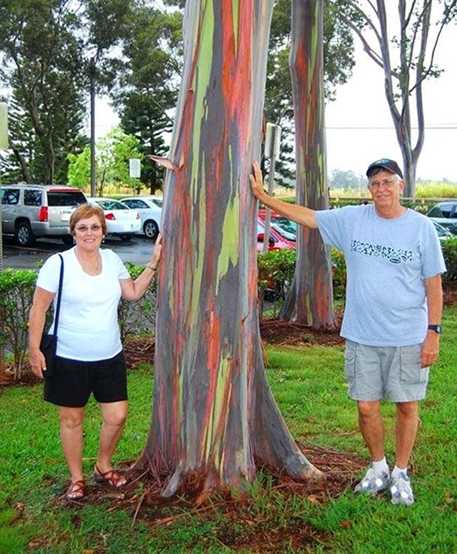 Trải nghiệm ngắm "cầu vồng trên cây" khi đặt chân đến Hawaii2
