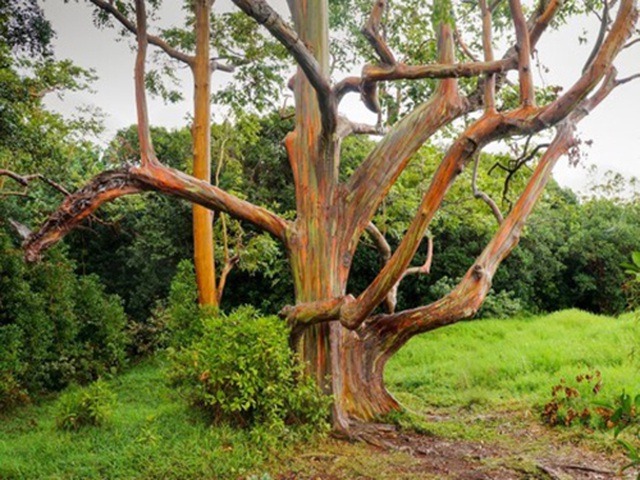 Trải nghiệm ngắm "cầu vồng trên cây" khi đặt chân đến Hawaii6
