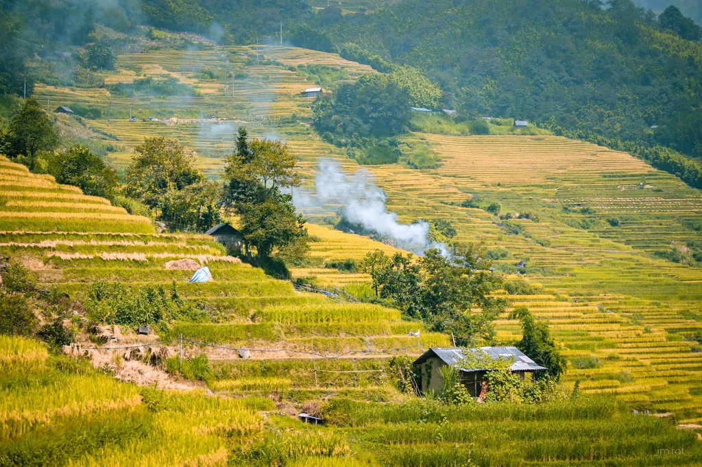 mua vang Y Ty anh 2